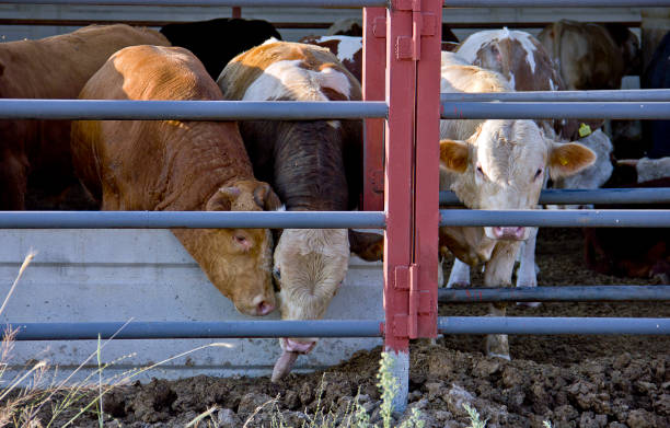 istock Dairy farm Steppe landscape 1362251762