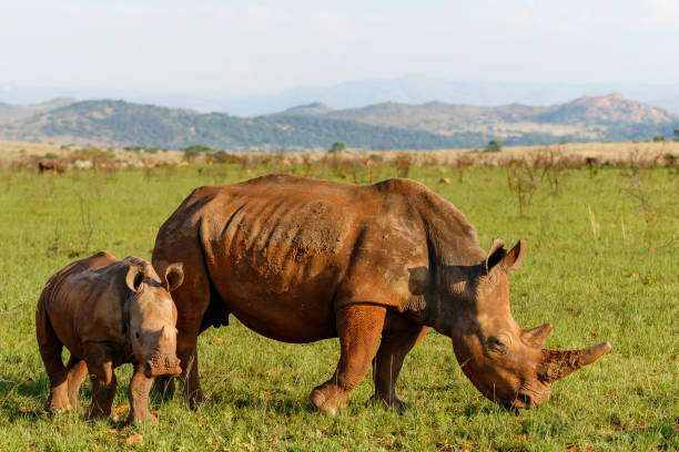 istock White rhinoceros walking on the plains 1362251905