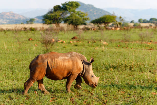 istock White rhinoceros walking on the plains 1362251907