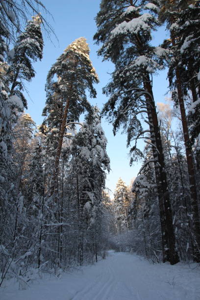 istock snow covered trees in winter forest in cold day with blue sky 1362252657