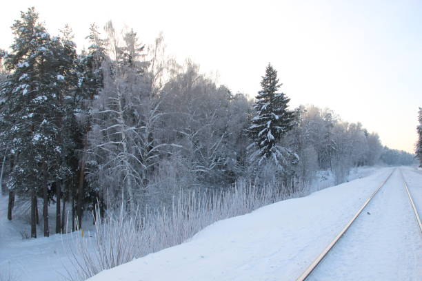 istock snow covered trees in winter forest in cold day with blue sky 1362252784