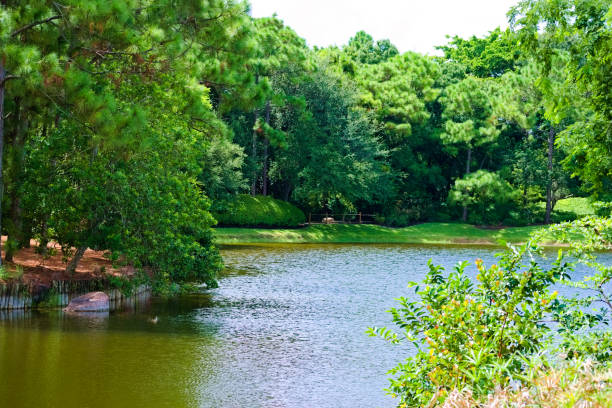 istock Lush Green Trees Surround the Lake 1362253924