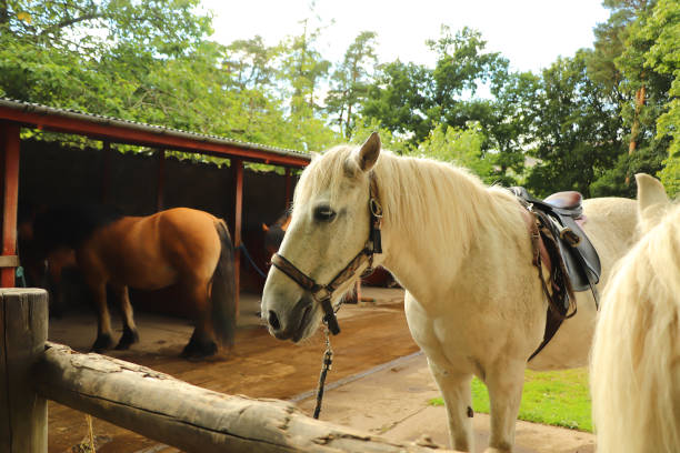 istock Pony trekking through the Scottish highlands 1362256096