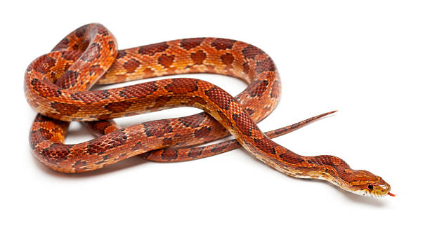 Classical Corn Snake, Pantherophis guttatus, in front of white background Classical Corn Snake or Red Rat Snake, Pantherophis guttatus, in front of white background elaphe guttata guttata stock pictures, royalty-free photos & images