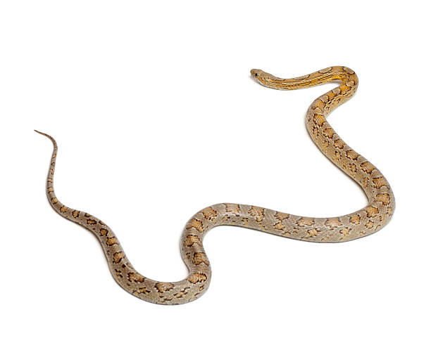 istock Amber Corn Snake, Pantherophis guttatus, in front of white background 136225821