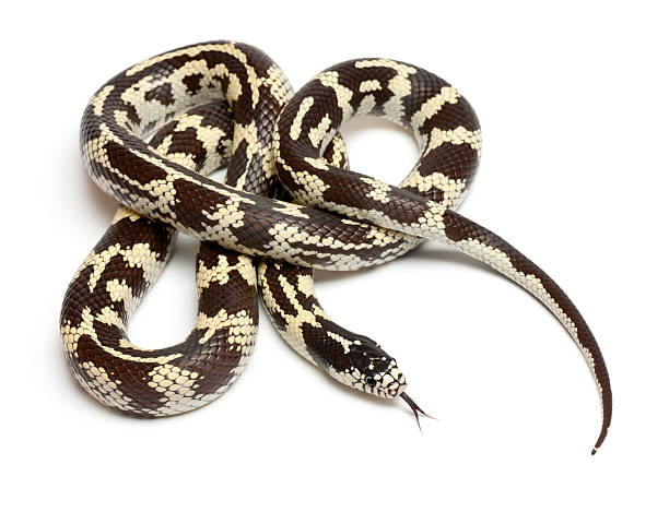 istock Banana eastern kingsnake, Lampropeltis getula californiae 136225823
