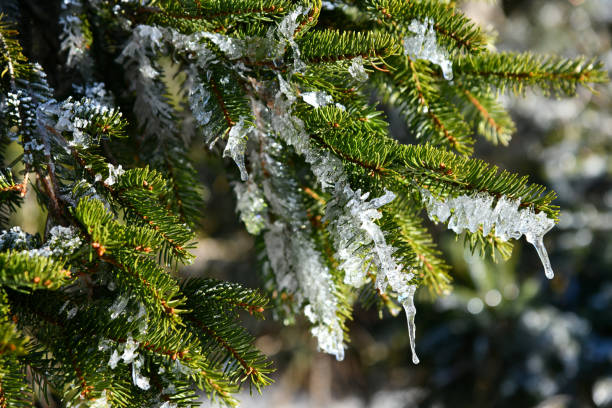 tauwetter - january winter icicle snowing imagens e fotografias de stock