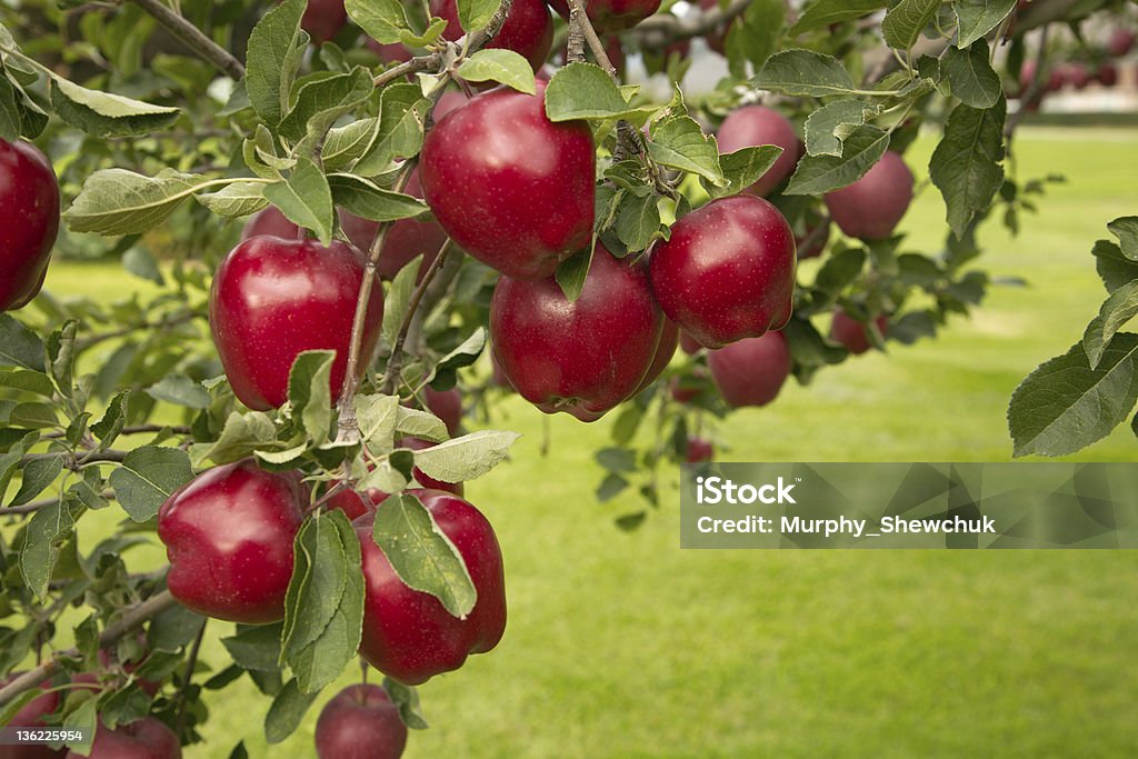 Buffed Red Delicious Apples z kopii przestrzeni. - Zbiór zdjęć royalty-free (Bez ludzi)
