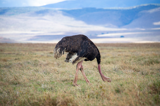 Ngorongoro in tanzania wild animals faune sauvage