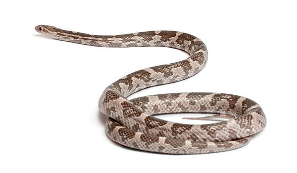 istock Lavender Corn Snake,Pantherophis guttatus, in front of white background 136226032