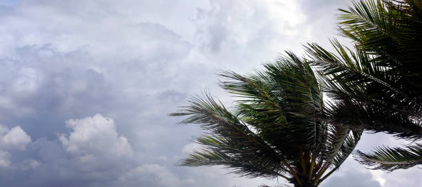 tempesta tropicale e palme - tempesta tropicale foto e immagini stock