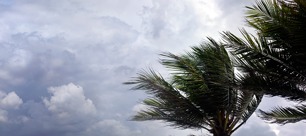Waving palm trees in windy tropical storm over cloudy storm sky