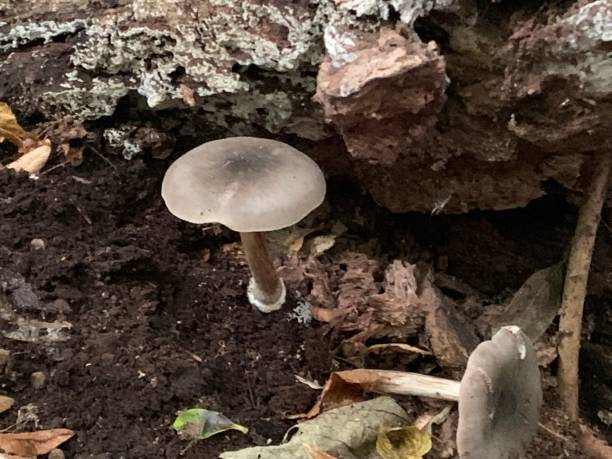 istock Natural Fungi 1362260629