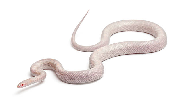 istock Opale Corn Snake, Pantherophis guttatus, in front of white background 136226064