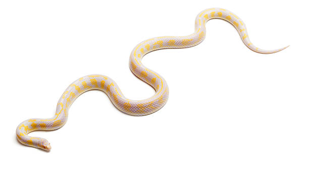 istock Albinos abberant eastern kingsnake, Lampropeltis getula californiae 136226065