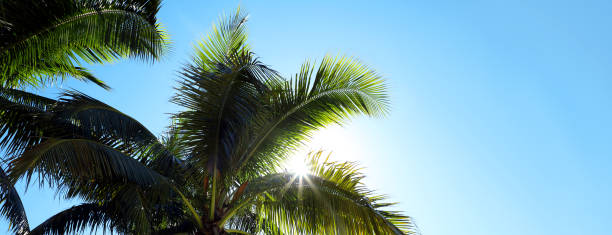 Group of close up tall palm tree leaves over clear blue sky with sunbeam in Florida, USA