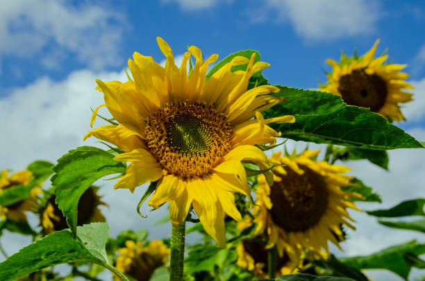 istock Sunflowers blooming against blue sky 1362262512