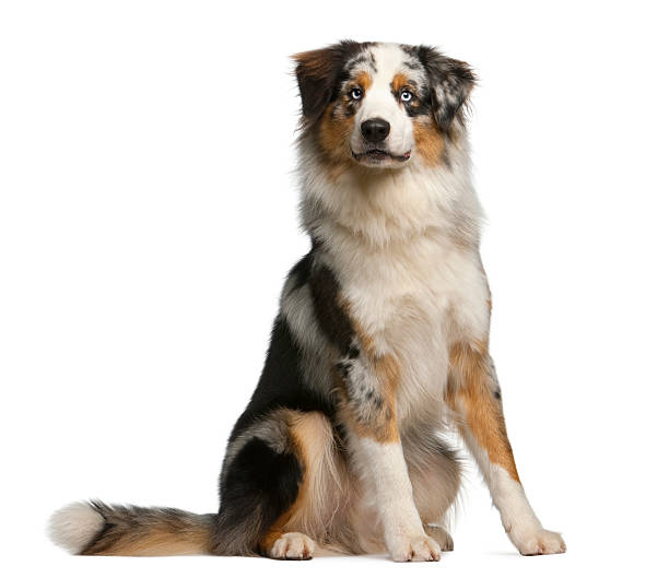 istock Australian Shepherd dog, 12 months old, sitting 136226321
