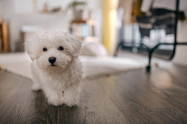 istock Little maltese dog at home 1362263234