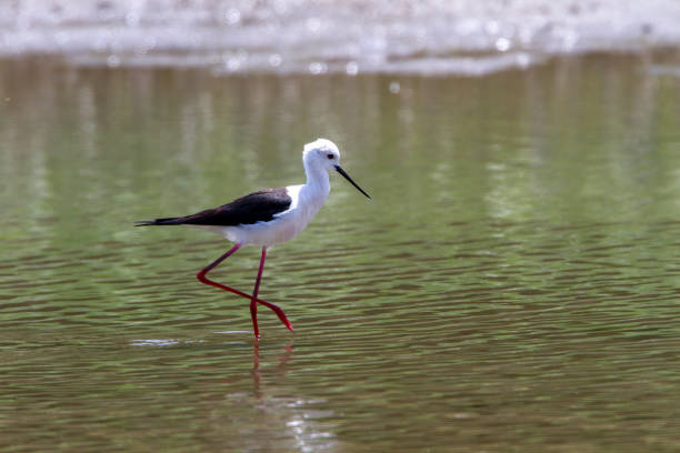 Black-winged Stilt looking for feed in the pond.