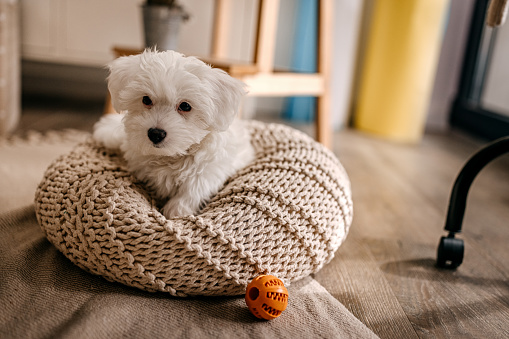 Portrait of cute little while maltese dog resting on cozy and comfortable cushion at home