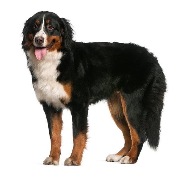 istock Bernese Mountain Dog, 12 months old, standing and panting 136226616