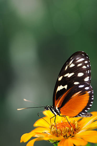 istock Heliconius butterfly on an orange zinnia. 136226713