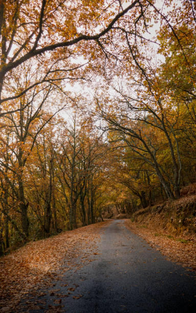 istock Autumn in Galicia 1362267971