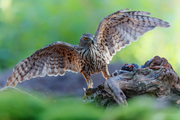 istock Northern goshawk in the forest 1362269117