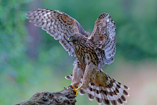 istock Northern goshawk in the forest 1362269155