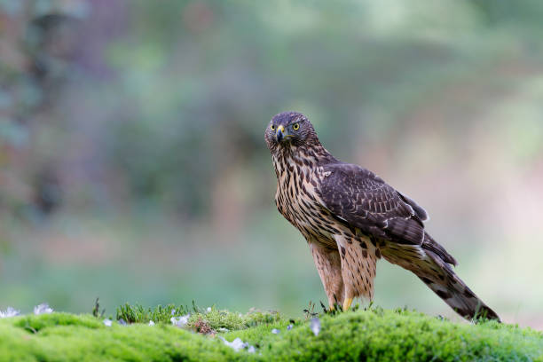 istock Northern goshawk in the forest 1362269173