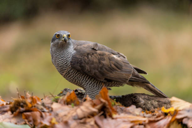 Northern goshawk in the forest
