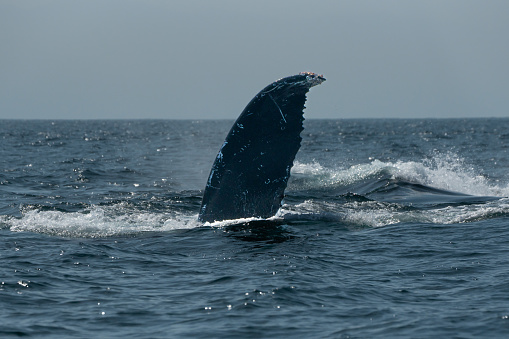 Humpback Whale Shows Off His Pectoral fin and fluke in the Banderas Bay near Puerto Vallarta Jalisco Mexico on a sunny winter day