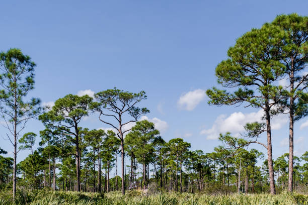 istock Trees in Savannas Preserve Jensen Beach, Florida 1362269881