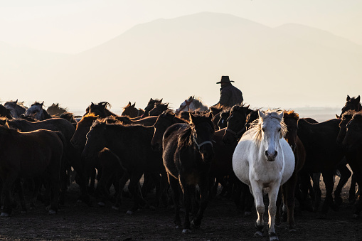 Cavalli al pascolo laghetto Pietranzoni Campo imperatore AQ