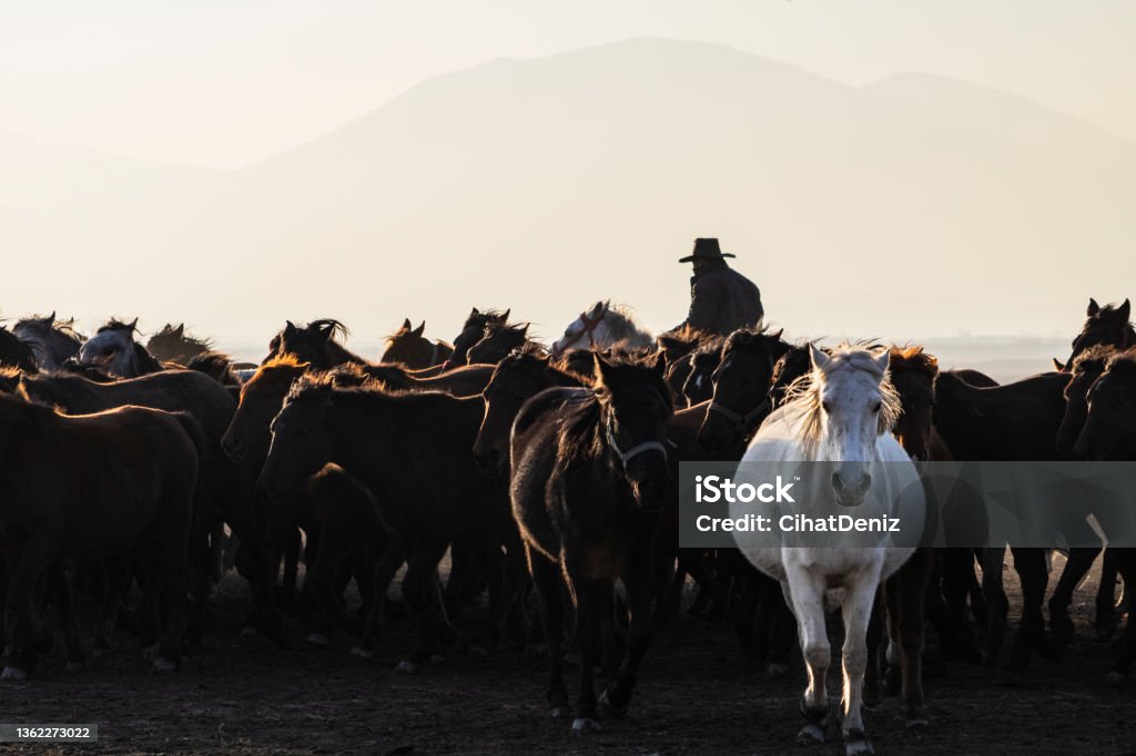 yılkı atları sürüsü ve at çobanı arka planı yabani at sürüsü manzarası. gün batımında yılkı atları koşarken fotoğraflanmıştır. at çobanı at sürüsünü yönlediriyor. 50-54 Years Stock Photo
