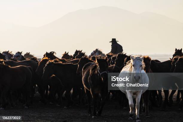 Yılkı Atları Sürüsü Ve At Çobanı Arka Planı Stock Photo - Download Image Now - 50-54 Years, Animal, Animal Themes