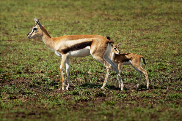 istock Thomson Gazelle - Eudorcas thomsonii called Tommie lying in grass facing, Masai Mara Reserve Kenya, pretty gazelle face with big eyes, spiral horns and dark side stripe, female with small calf 1362273142