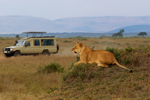 Lion - Panthera leo king of the animals. Lion - the biggest african cat, lioness laying in the savannah with open jaws in Masai Mara National Park in Kenya Africa, safari car in the background.
