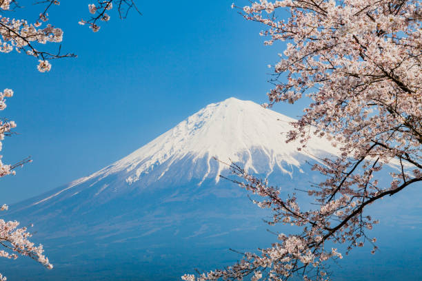 istock Mount Fuji And Pink Cherry Blossom 1362274691