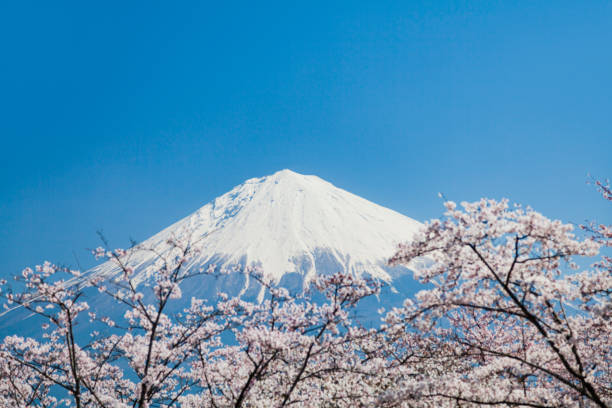 Mount Fuji Through Pink Cherry Blossom Trees with Clear Blue Sky