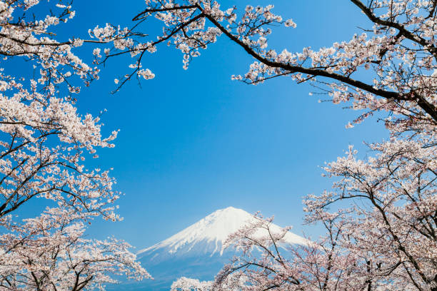 istock Mount Fuji And Pink Cherry Blossom 1362274706