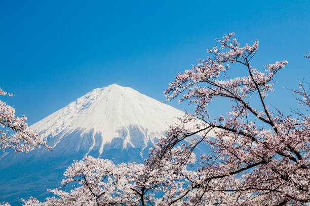 istock Mount Fuji And Pink Cherry Blossom 1362274707