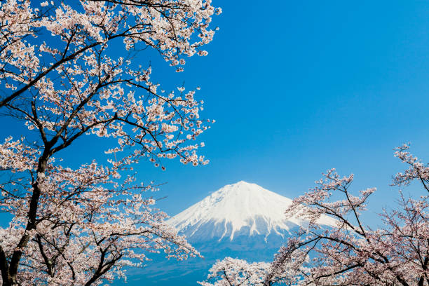 istock Mount Fuji And Pink Cherry Blossom 1362274710