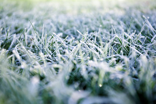 Morning dew froze on a green grass. First frost. Preparing the lawn for wintering. Close-up. Copy space. Banner. Late autumn. Conceptual background of weather forecast. Nature detail. Winter season. el rocío de la mañana se congeló en una hierba verde. primera helada. preparación del césped para la invernada. primer plano. espacio de copia. estandarte. finales de otoño. antecedentes conceptuales de la previsión meteorológica. detalle de la nat