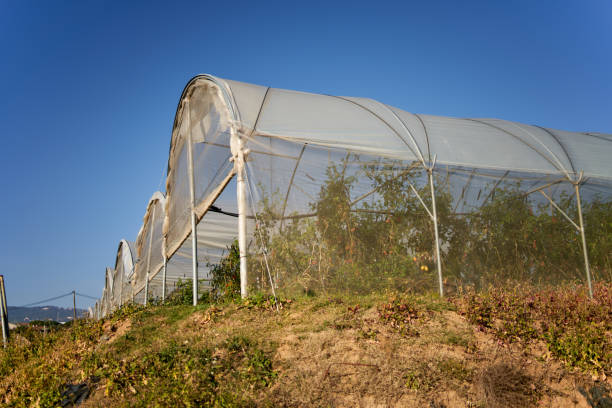 istock Red tomatoes in a greenhouse. 1362275468