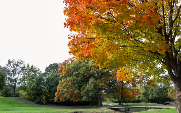 otoño de llegada - november tranquil scene autumn leaf fotografías e imágenes de stock