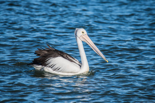 istock Pelican in the blue sea water 1362277643