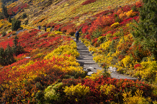 Hikers ascend a trail surrounded by vibrant, lush, colorful fall foliage in Mt. Rainier National Park in Washington state