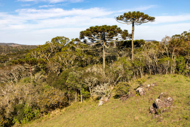istock Araucaria forest and rocks 1362278566